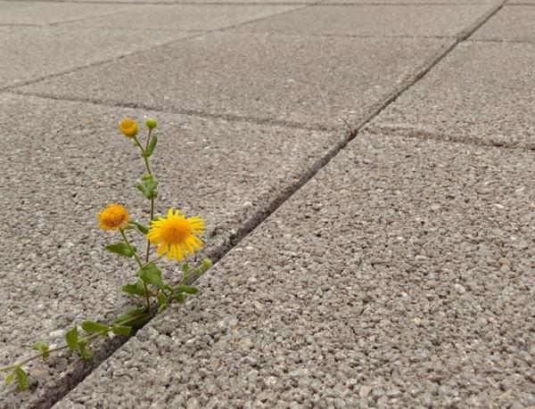 KIMU: haur eta gazte publikoari zuzendutako arte eszenikoen inguruko formakuntzan parte-hartzeko deialdia