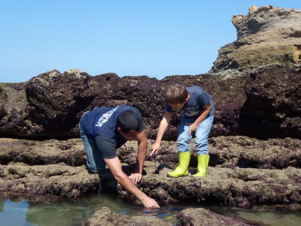 Itsas bazter arrokatsuan barna